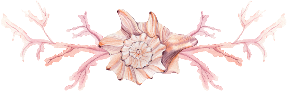 Pink Conch Png Transparent - Desert Rose Clipart (997x320), Png Download