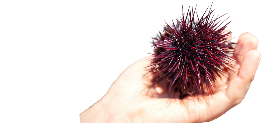 Hand Clipart (980x425), Png Download