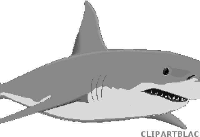 Shark Clip Art - Png Download (640x480), Png Download