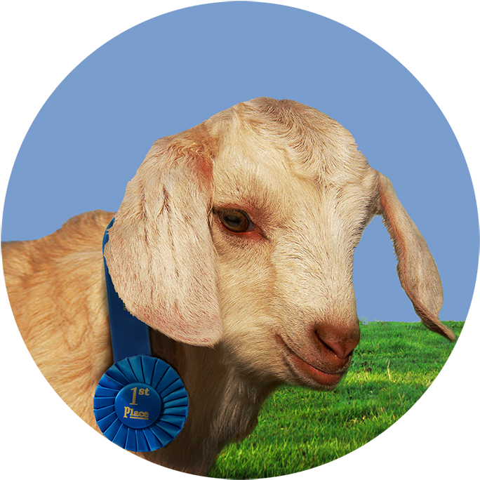 Danny's At The Fair - Goat Kid Clipart (700x700), Png Download