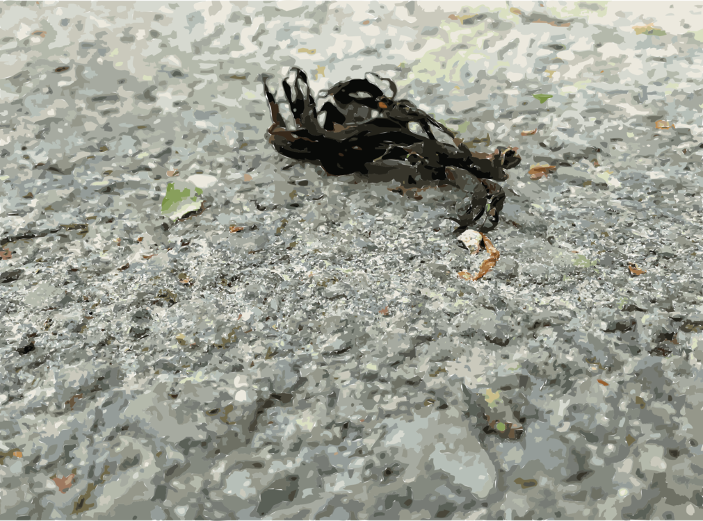 Insect Animal Source Foods Wolf Spider Clipart (1011x750), Png Download