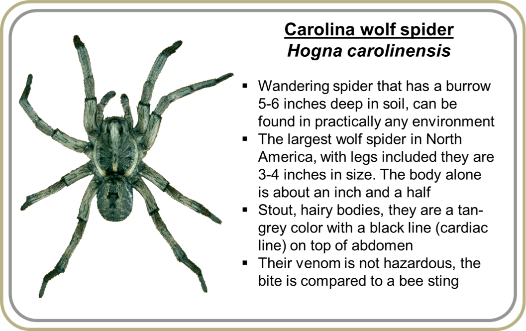 Tarantula Clipart (1057x665), Png Download