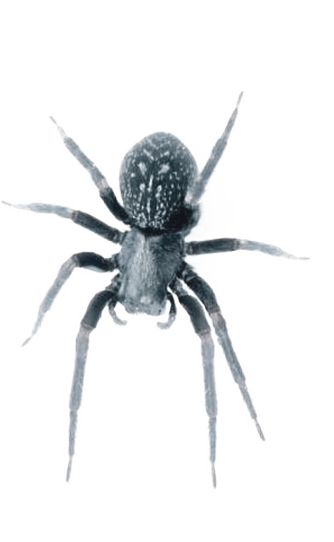 Black House Spiders Are Venomous But Are Not Considered - Black House Spider Clipart (475x771), Png Download