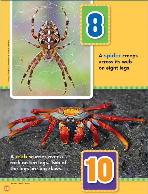 How Many Legs - Wolf Spider Clipart (1152x756), Png Download