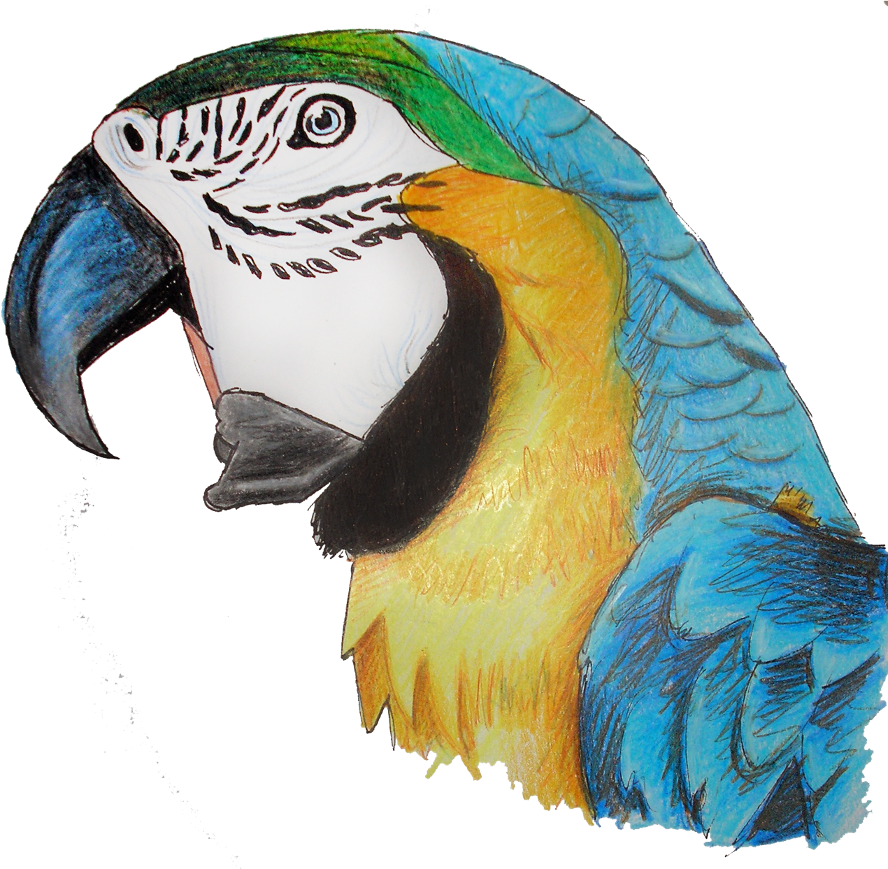 Macaw Parrot Png Pic - Pencil Crayon Parrot Clipart (1289x1242), Png Download