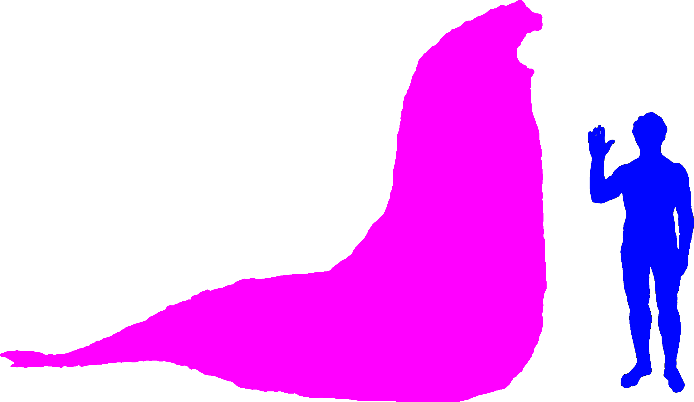 Southern Elephant Seal - Cuanto Mide Un Elefante Marino Clipart (2301x1365), Png Download