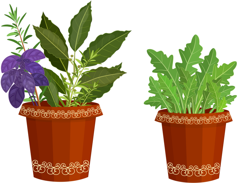 Potted Plants Clipart Happy Plant - Clip Art - Png Download (800x625), Png Download