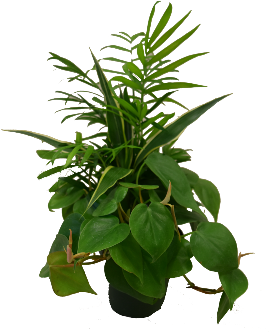 Live Dish Garden Plant Combo Hillermann Nursery & Florist - Houseplant Clipart (1000x1500), Png Download