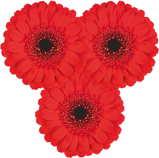 Florist Holland - Barberton Daisy Clipart (600x600), Png Download