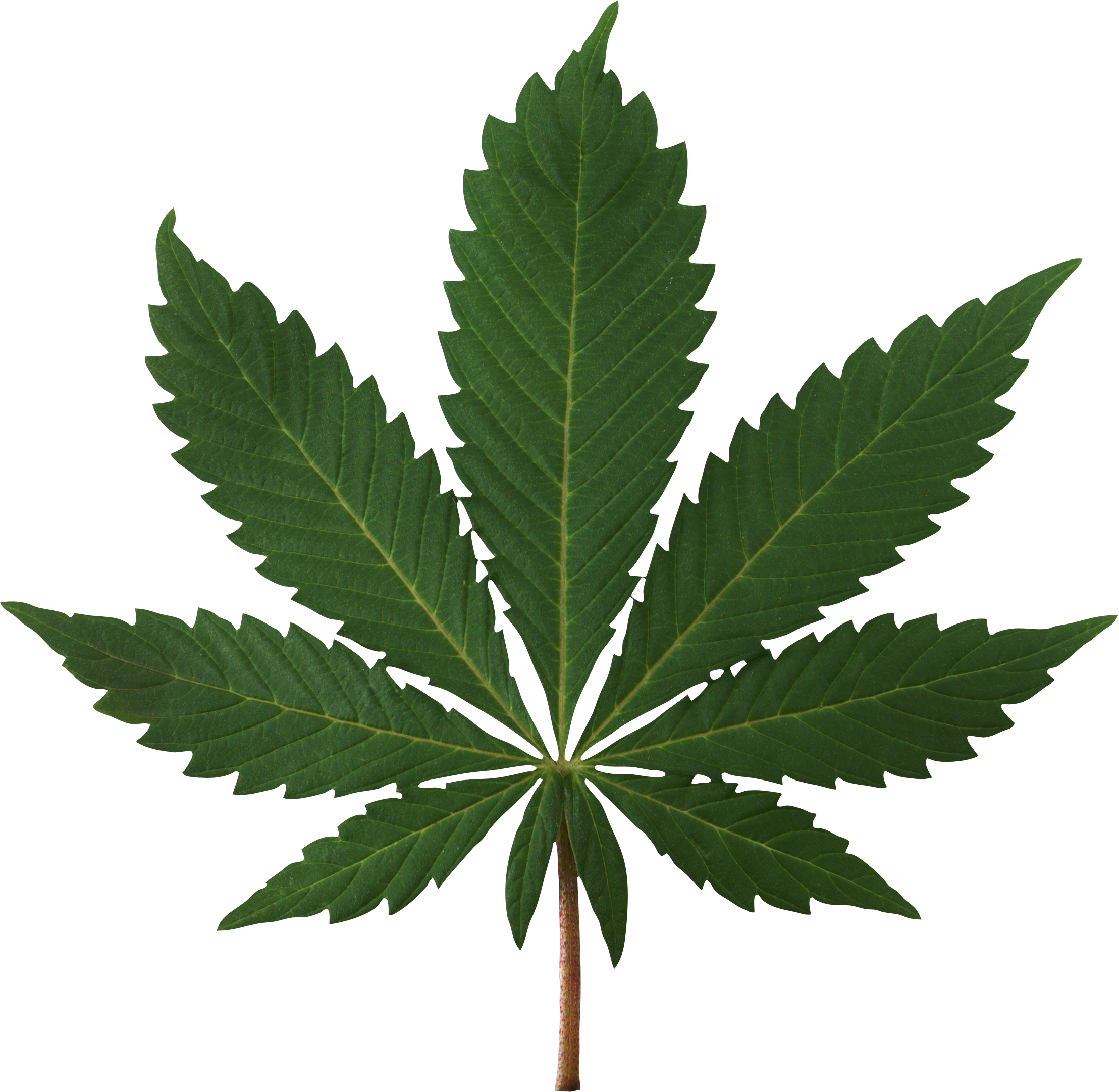 Cannabis Leaf - High Resolution Marijuana Leaf Clipart (2217x2163), Png Download