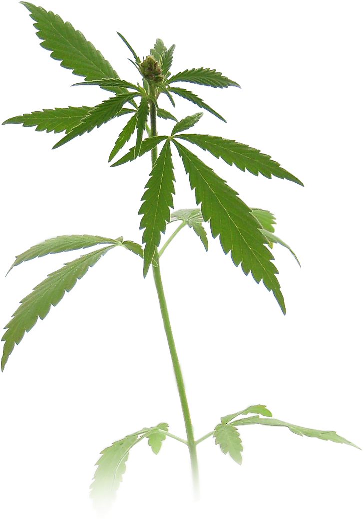 Weed Plant Transparent Transparent Background - Marijuana Plant Clipart (800x1161), Png Download