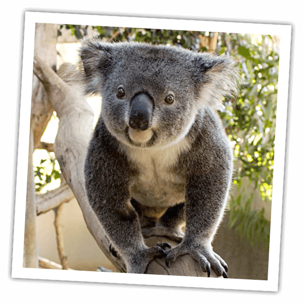 Lauren Clipart (600x600), Png Download