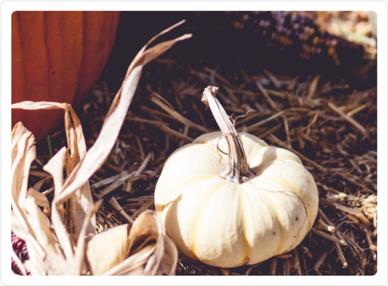 Fancy Pumpkin - Pumpkin Clipart (800x600), Png Download