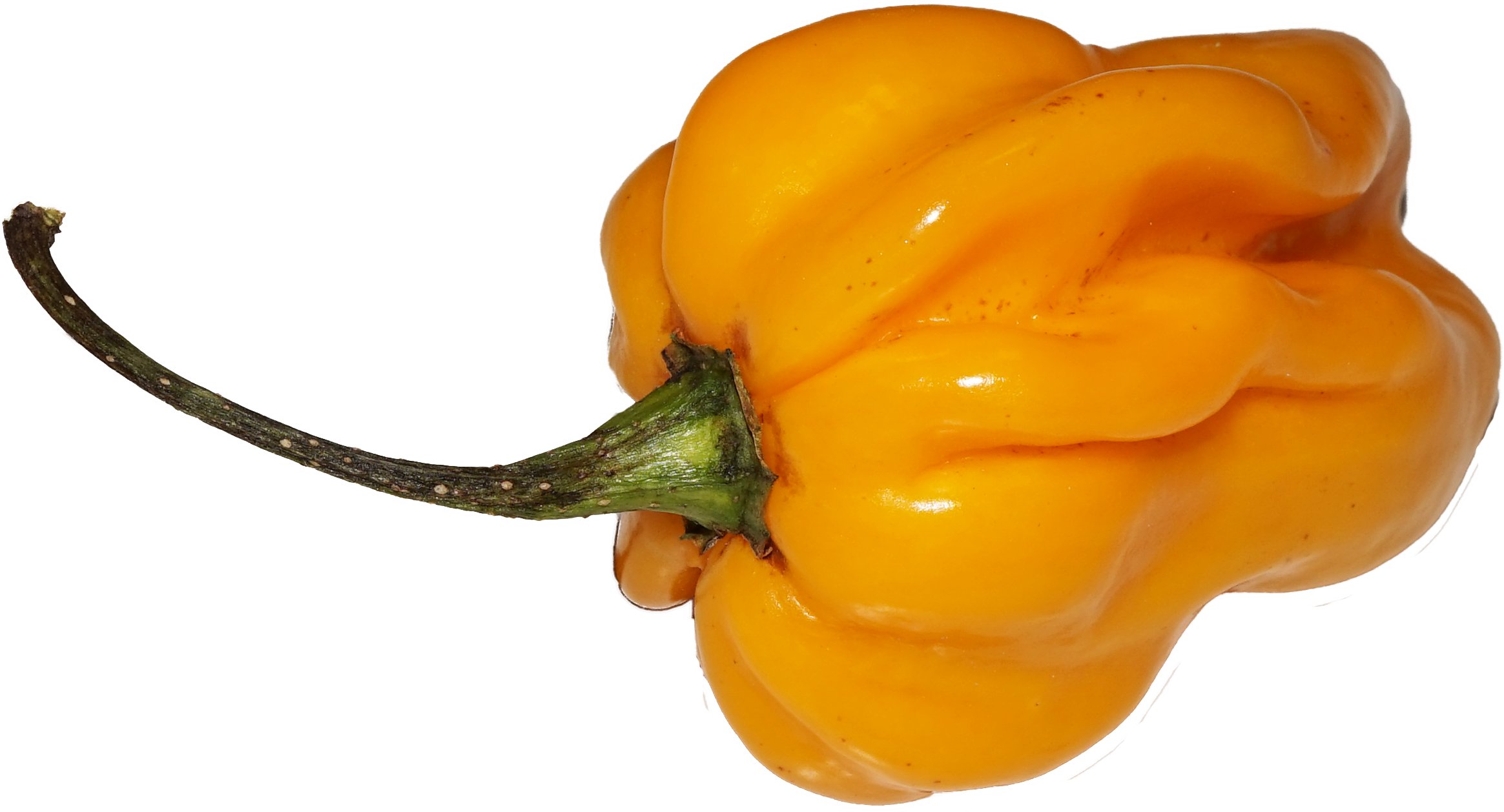 Yellow Chili - Habanero Chili Png Clipart (2329x1258), Png Download