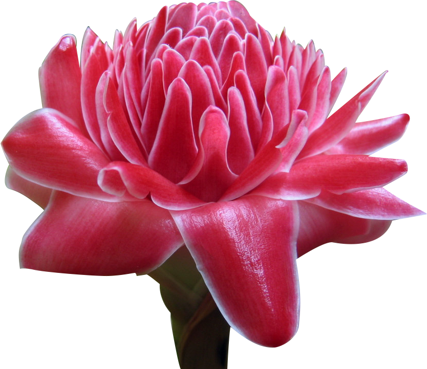 Ginger Png Clipart (834x722), Png Download