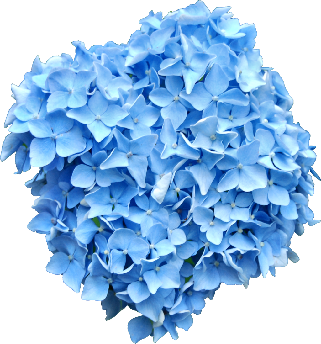 Blue Hydrangea Png - Blue Hydrangea No Background Clipart (1024x1097), Png Download