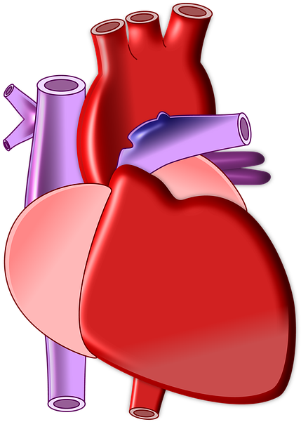 Organs Clipart Biological Heart - Heart Organ Png Transparent Png (556x720), Png Download