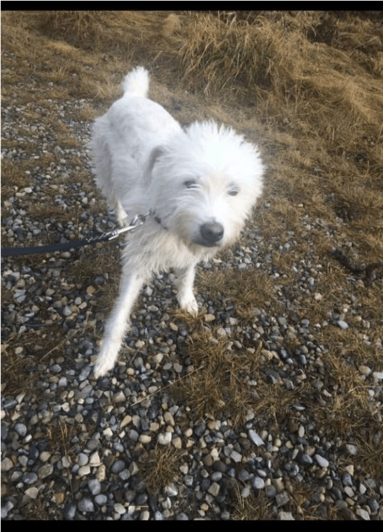 Meet Coco She Is A Happy, 1 Year Old, Fluffy Girl Looking - West Highland White Terrier Clipart (800x750), Png Download