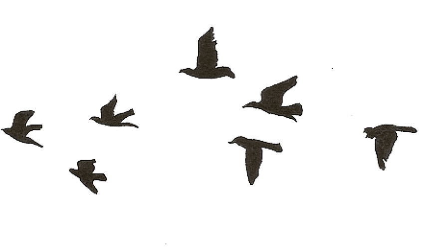 Free Png Download Flying Birds Gif Transparent Png - Bird Flying Gif