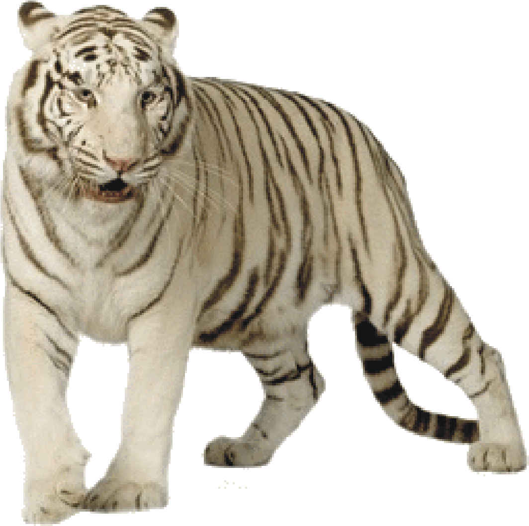 White - White Tiger Png Clipart (1162x1174), Png Download