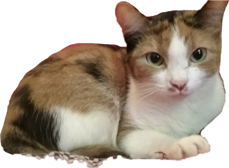 #missy #kitty #calico #cat #cats #cute #pets & Animals - Domestic Short-haired Cat Clipart (1024x572), Png Download