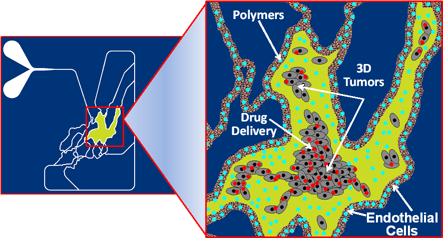 Starting With Scans Of Vascular Networks Incorporated - Journal Of Controlled Release Journal Clipart (906x492), Png Download