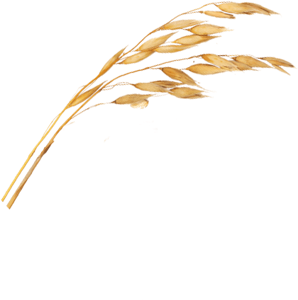 Rama De Avena Png Clipart (675x547), Png Download