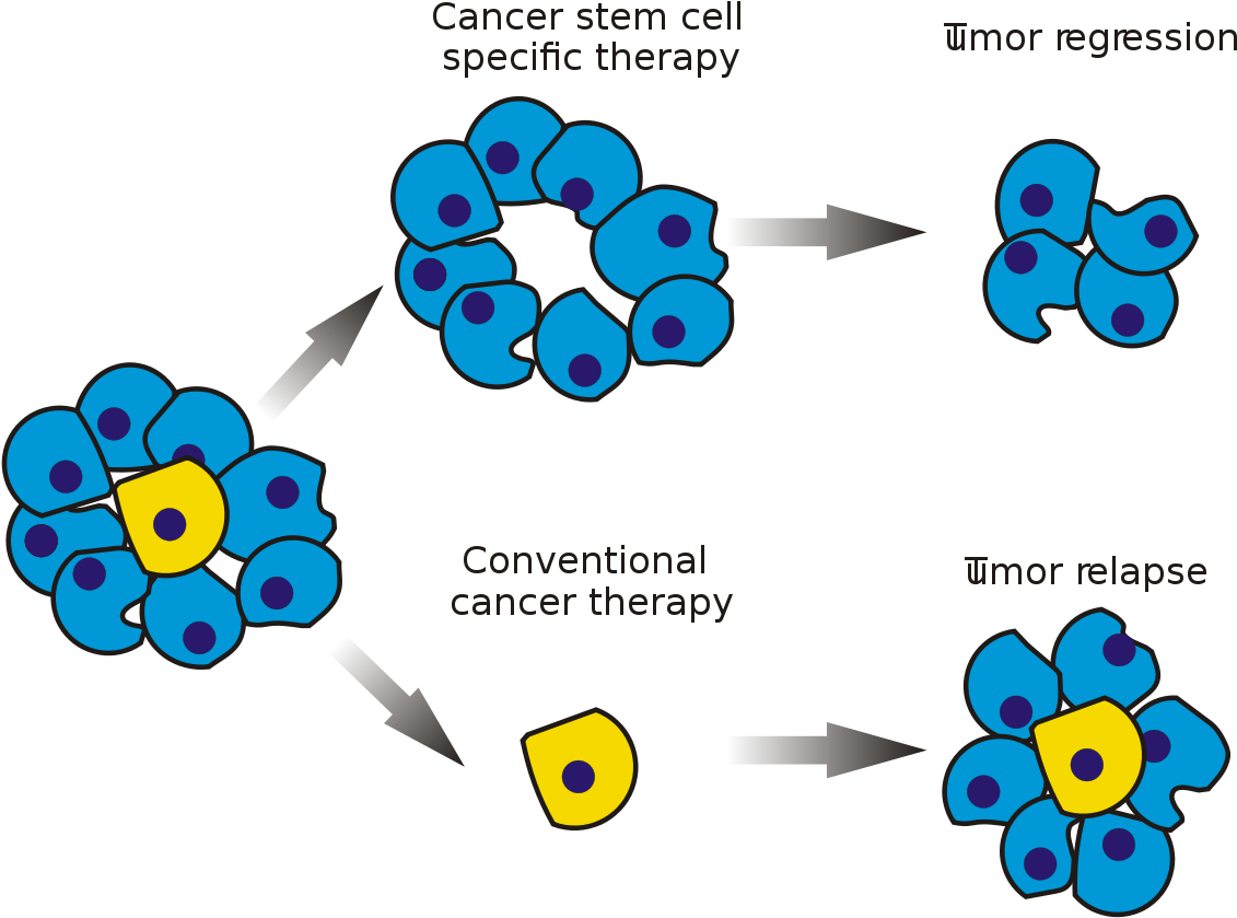 Cancer Stem Cell - Adult Stem Cells Diagram Clipart (1200x890), Png Download