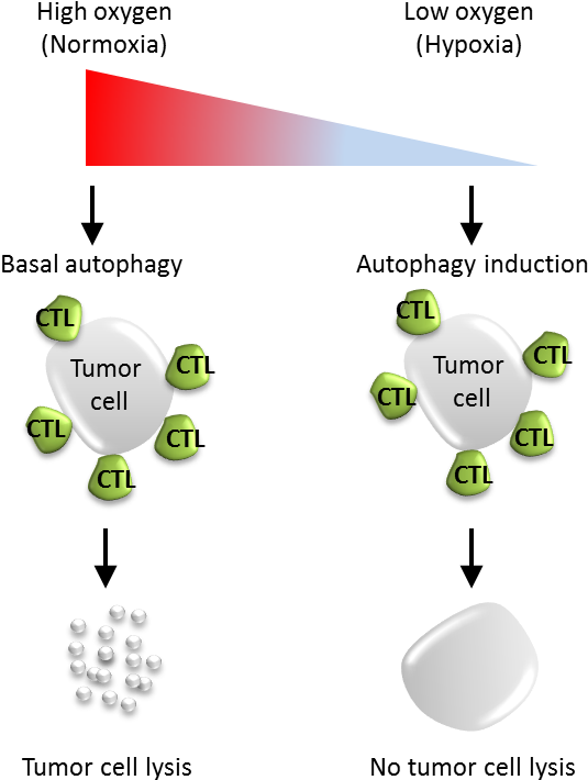 - Autophagy Tumor , Png Download - Basal Vs Induced Autophagy Clipart (535x710), Png Download