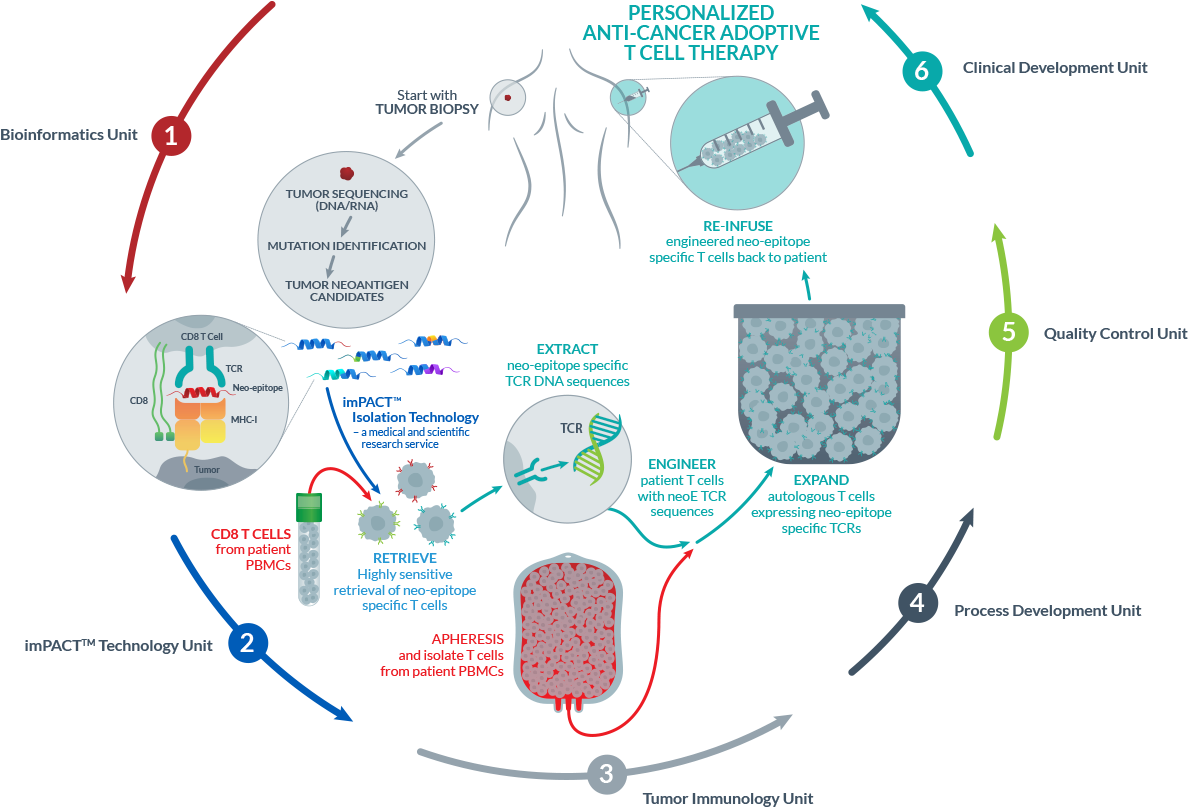 Next Generation Synthetic Tumor-infiltrating Lymphocytes - Tumor Infiltrating Lymphocytes Diagram Clipart (1205x818), Png Download