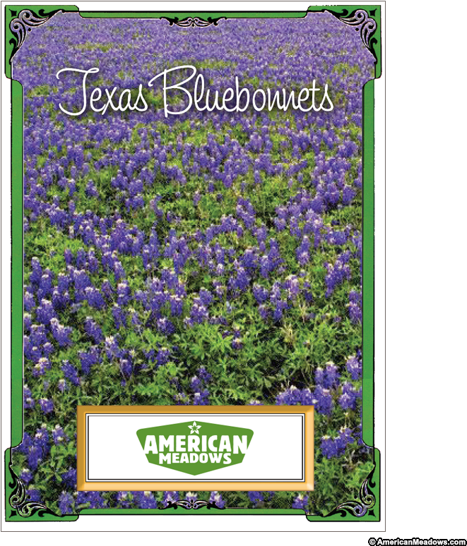 Texas Bluebonnet Seed Packet - American Meadows Clipart (661x774), Png Download