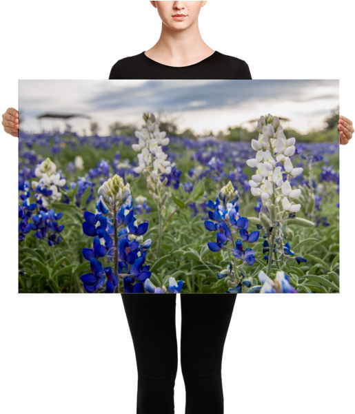 Texas Wildflowers Animated Clipart (600x600), Png Download