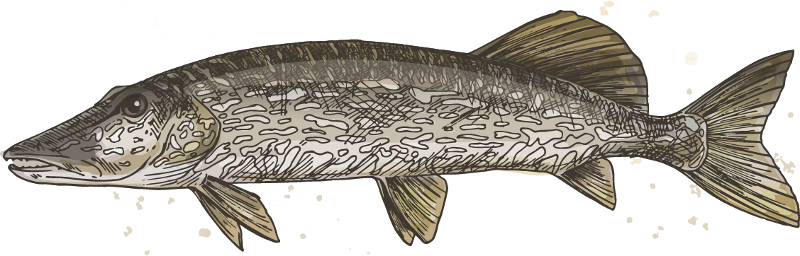 Pike - Northern Pike Clipart (1128x362), Png Download