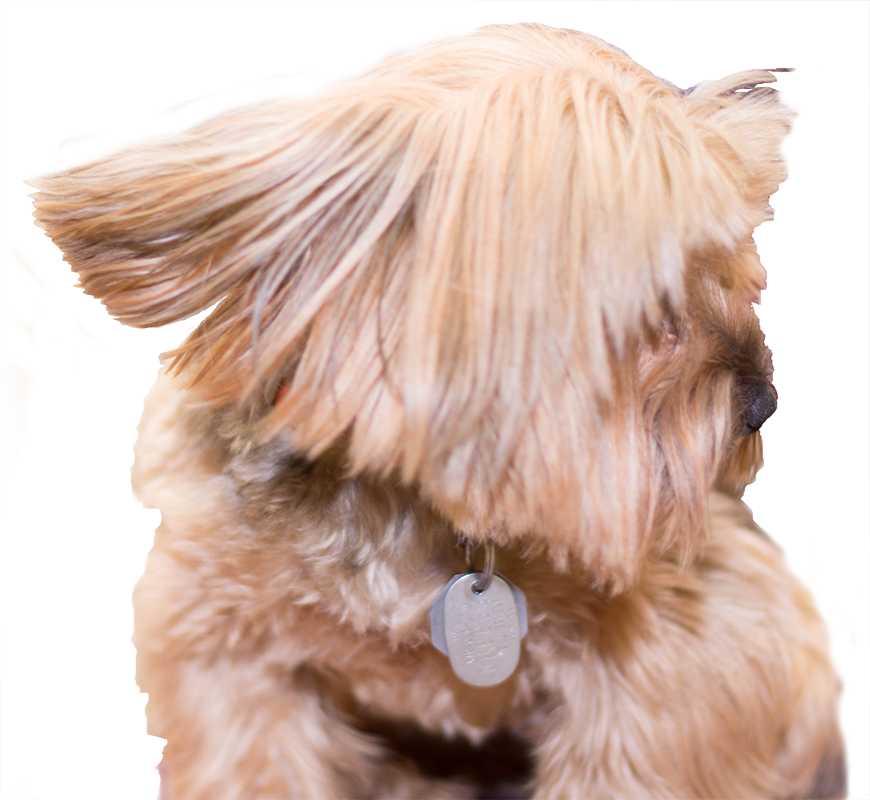 La De Da Professional - Companion Dog Clipart (870x800), Png Download