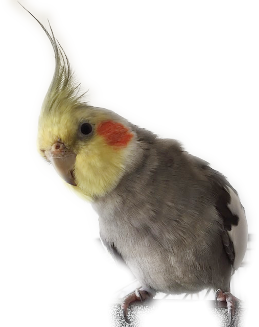 A Cockatiel - Cockatiel Clipart (507x640), Png Download