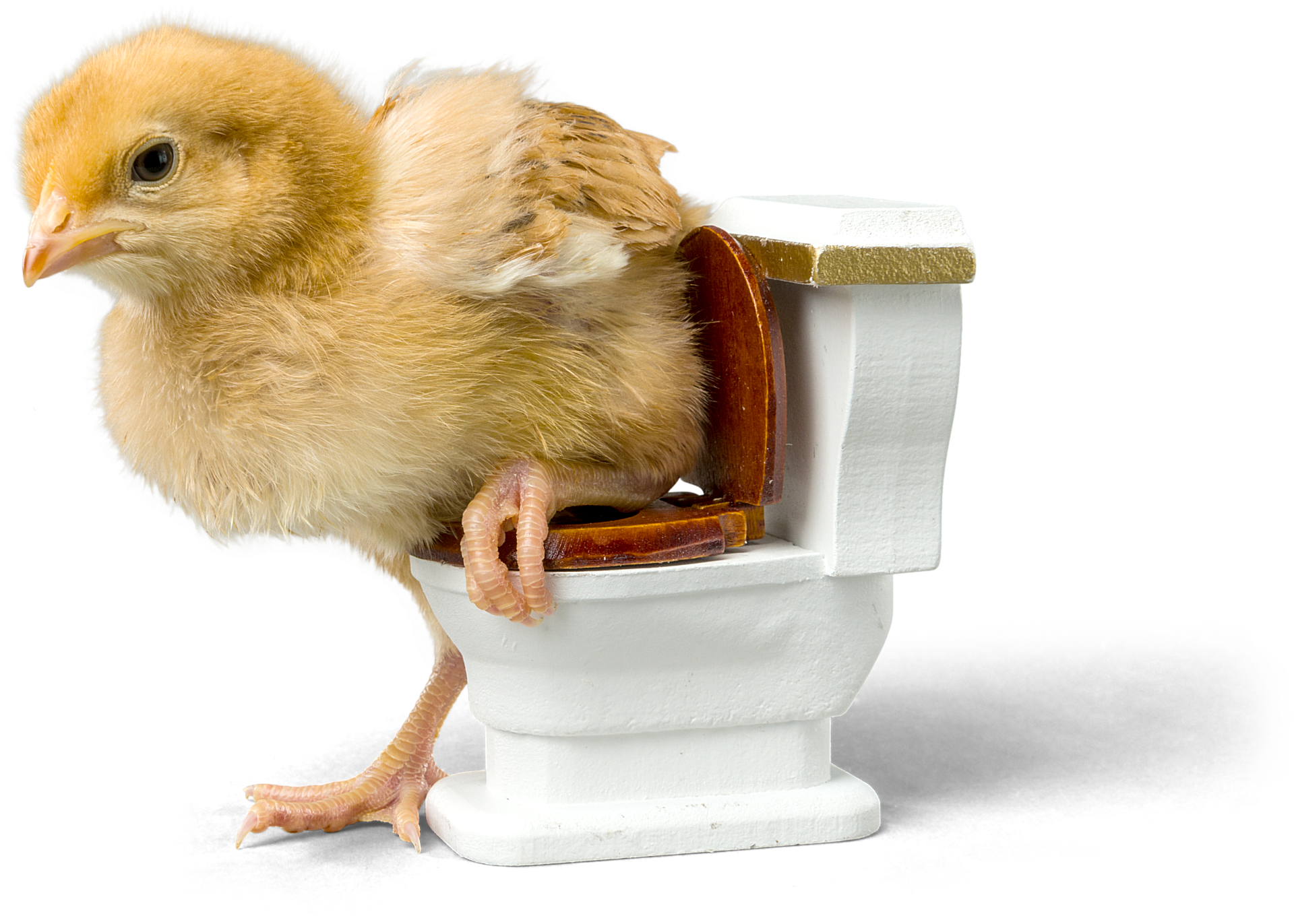 Potty Training Cockatiels - Potty Train A Chicken Clipart (1920x1372), Png Download