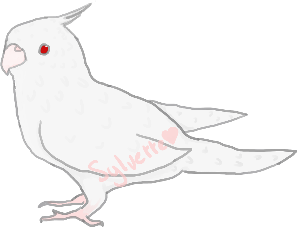 Cockatiel Drawing Albino - Cockatiel Clipart (1400x1200), Png Download
