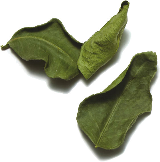 Kaffir Lime Leaves Png Picture - Mossy Cup Oak Clipart (600x600), Png Download