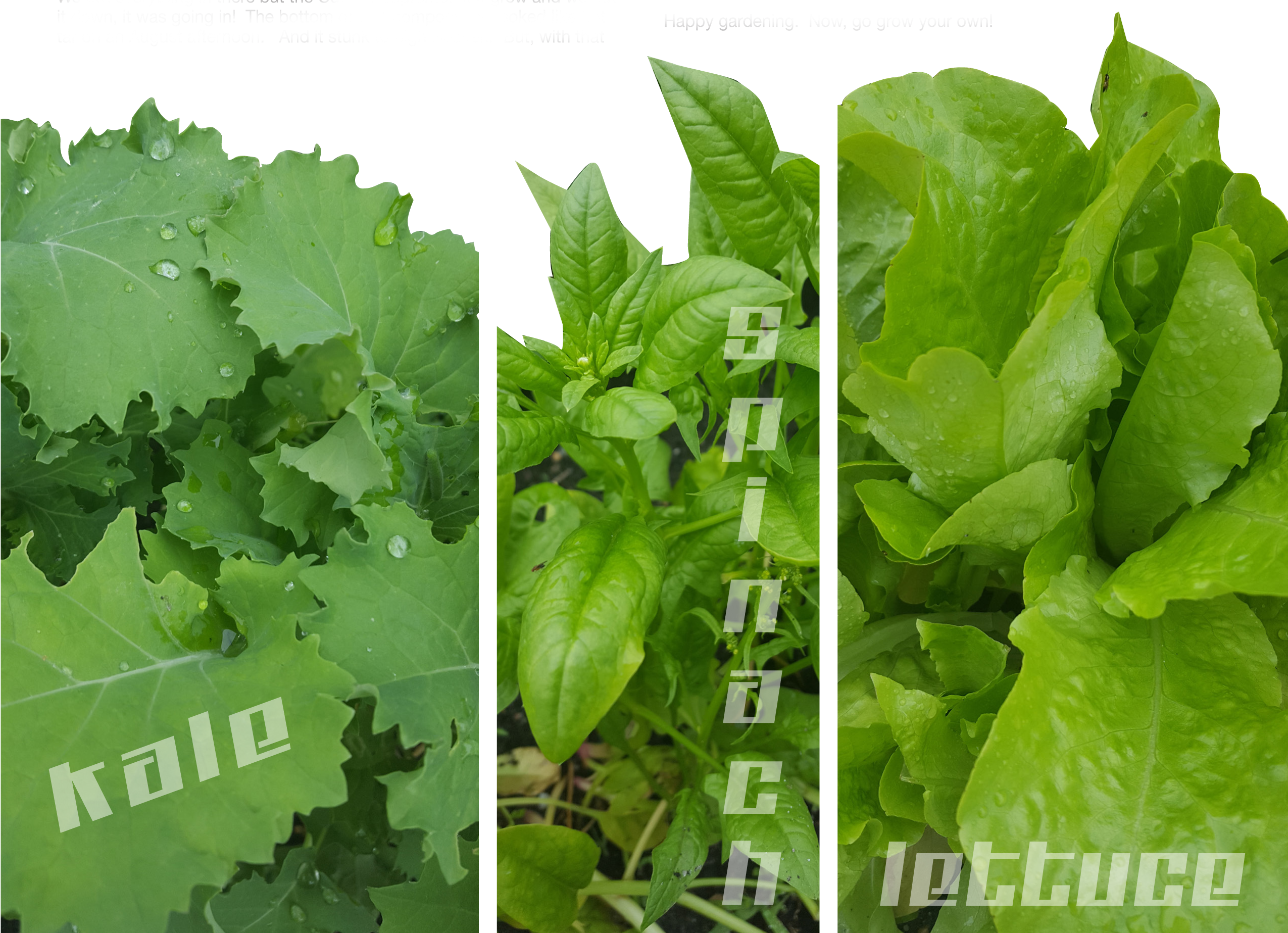 Kale Spinach Lettice - Cash Crop Clipart (2550x1847), Png Download