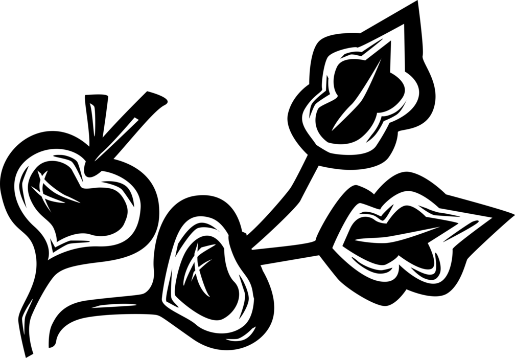 Vector Illustration Of Crisp, Pungent Edible Root Vegetable - Illustration Clipart (1008x700), Png Download