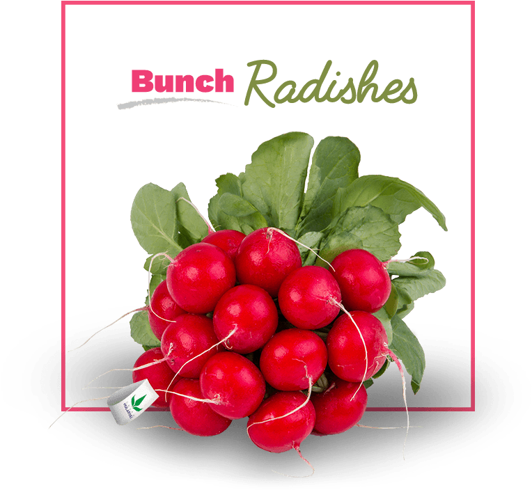 Radishes - Radish Clipart (818x705), Png Download