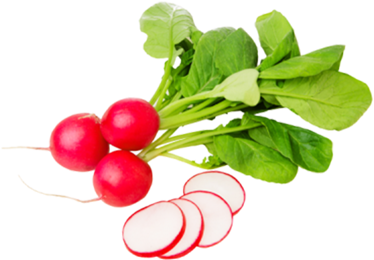 Radish - Редис Png Clipart (800x800), Png Download
