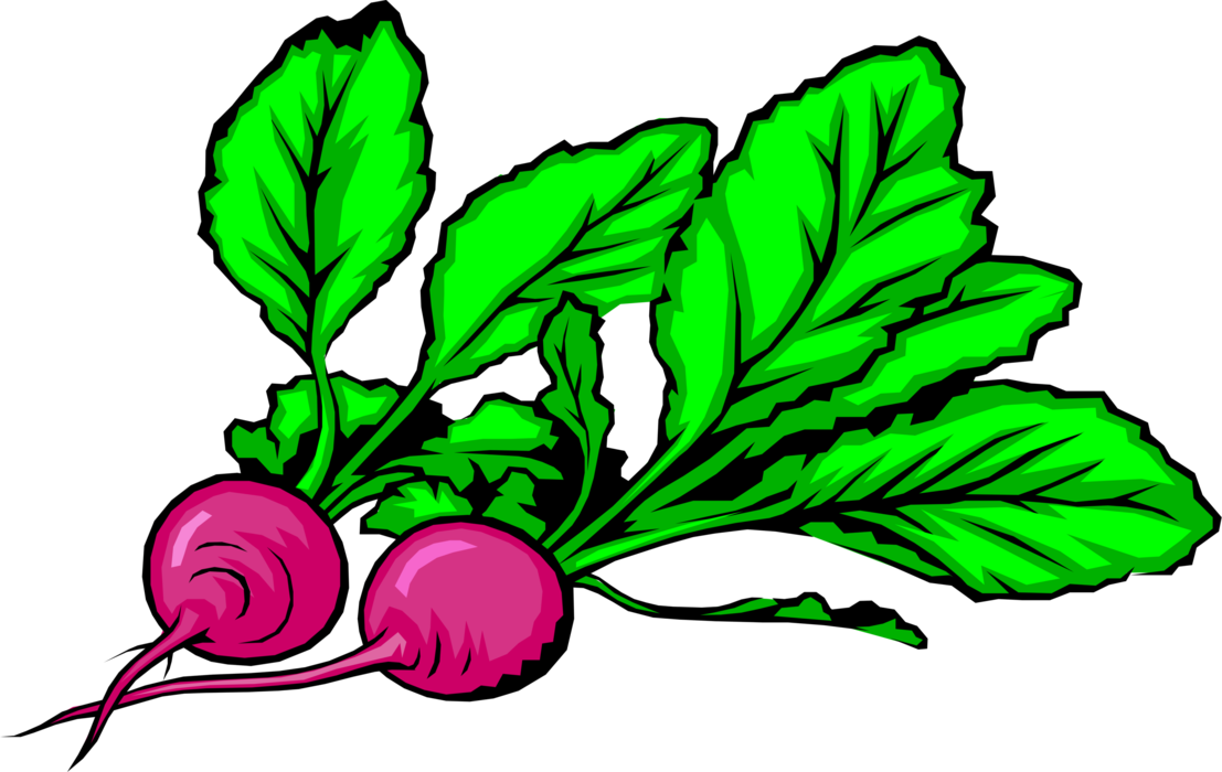 Vector Illustration Of Crisp, Pungent Edible Root Vegetable - Radieschen Clipart - Png Download (1107x700), Png Download