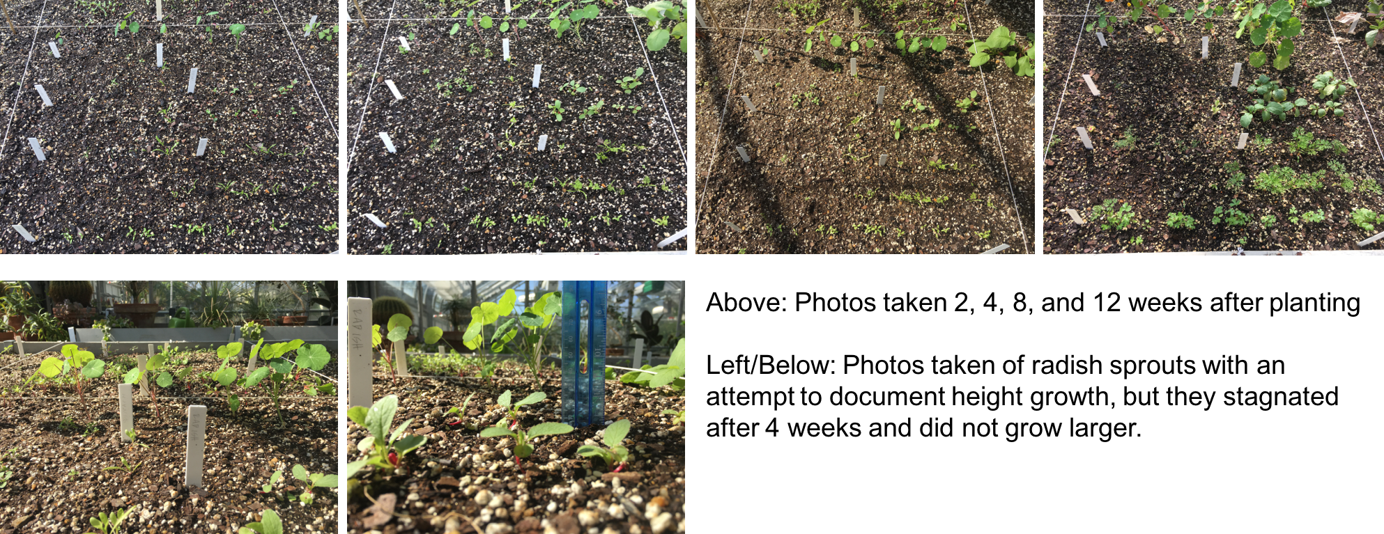 Garden - Yard Clipart (1986x767), Png Download