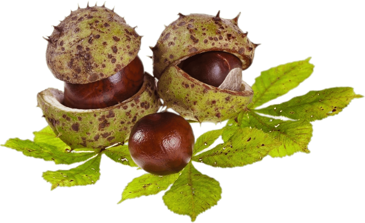 Download Horse Chestnuts And Leaves Transparent Png - Horse Chestnut Png Clipart (1200x900), Png Download