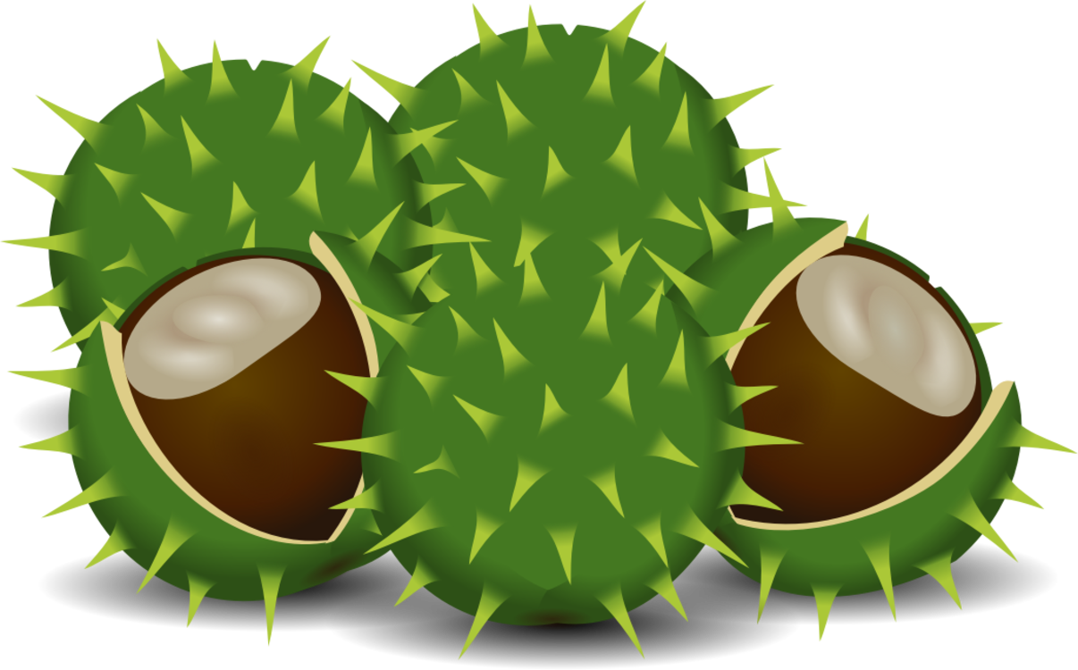European Horse-chestnut Computer Icons Download - Clip Art - Png Download (1206x750), Png Download