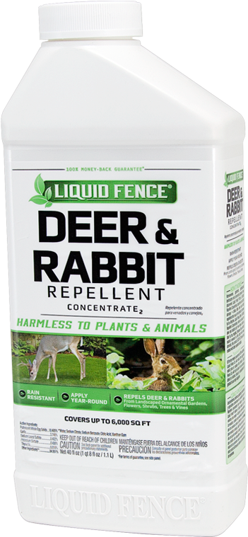 Grass Clipart (800x800), Png Download