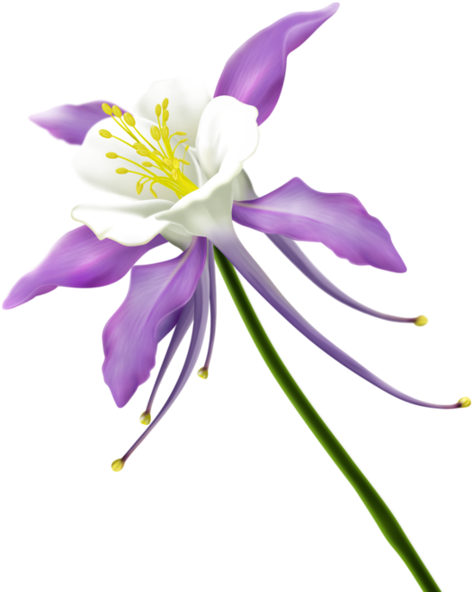 9b05cb0a Tube, Clip Art, Photoshop, Flowers - Columbine Flower Clipart - Png Download (600x699), Png Download