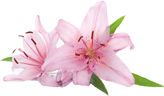 Previous - Next - Pink Lily Flowers Png Clipart (600x600), Png Download