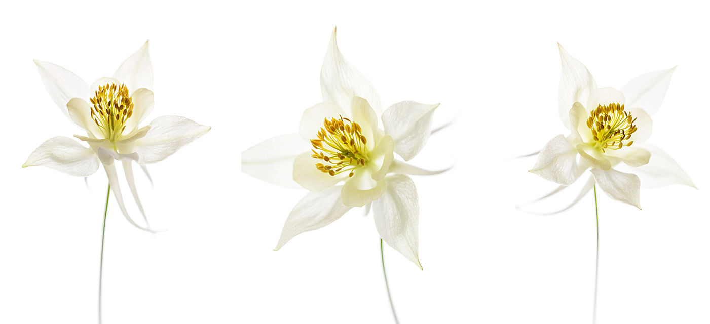 Columbine - Lily Family Clipart (1500x800), Png Download